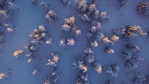 Bird view of frozen winter forest with snowy trees and last light of sun in cold evening nature