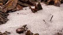 Time lapse of spring snow melting on brown tree leaves.
