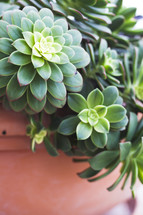 closeup of a succulent plant 