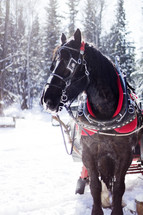 A horse pulling a sleigh in the snow.