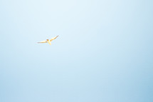 a dove in flight in a blue sky