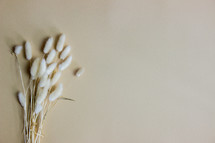 fuzzy grasses on a tan background 