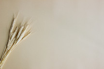 wheat grains on a tan background 