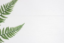 ferns on a white background 