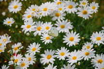background of white daisies 