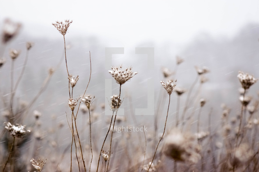 dried flowers and falling snow 