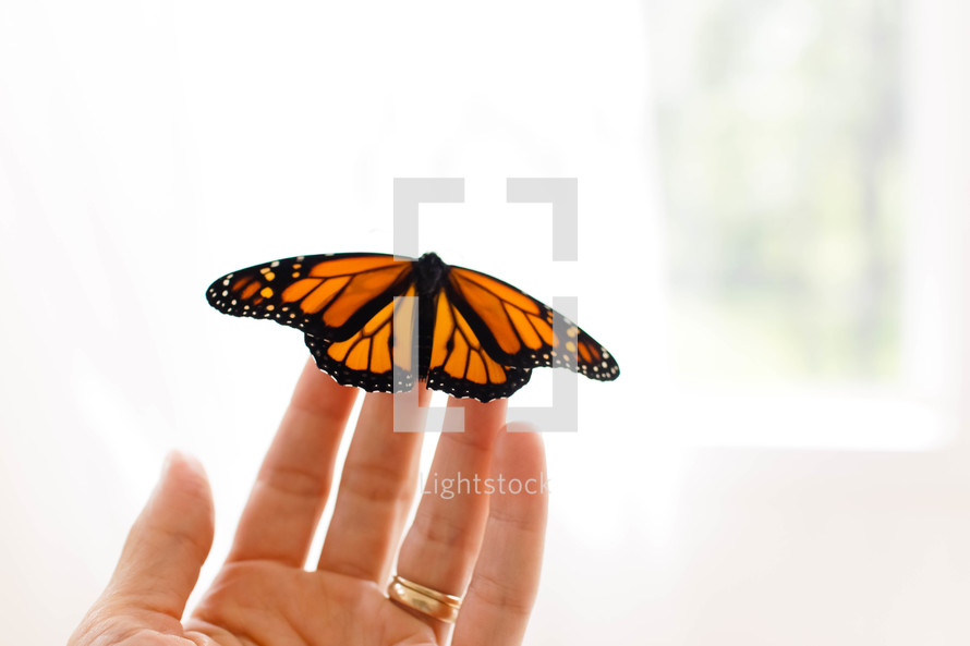 butterfly on a hand 