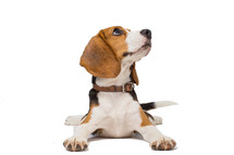 a beagle dog on a white background looking up 