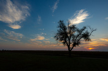 lone tree in a field at sunset 
