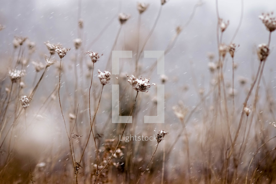 dried flowers in a field and falling snow 