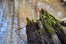 broken jagged tree stump in a stream 