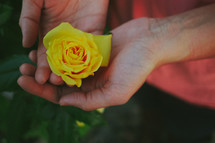 yellow rose in the palm of a woman's hand 