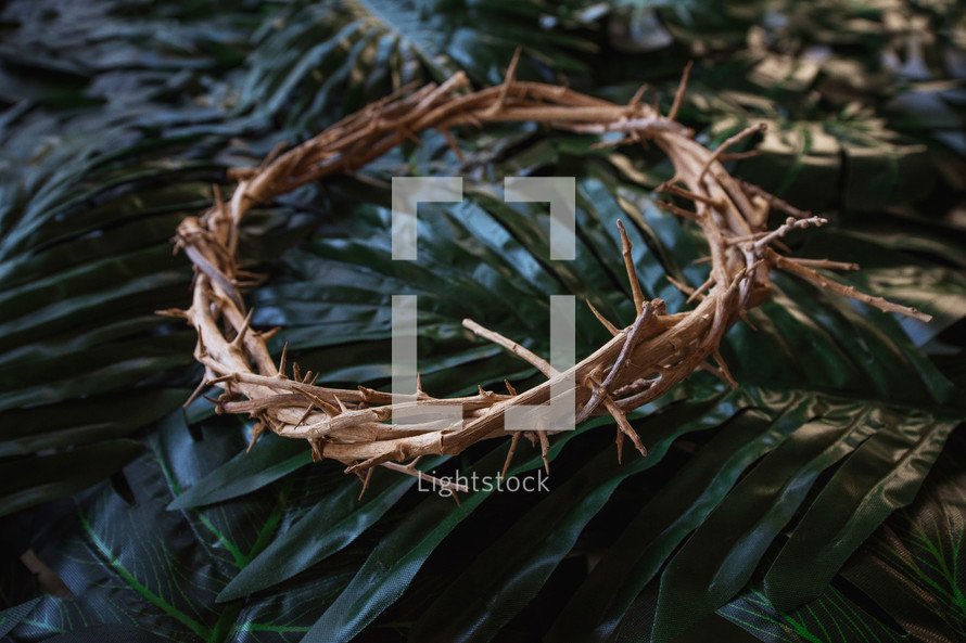 crown of thorns on palm leaves 