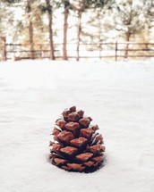 a pine cone in the snow 