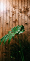 tropical plant leaf 