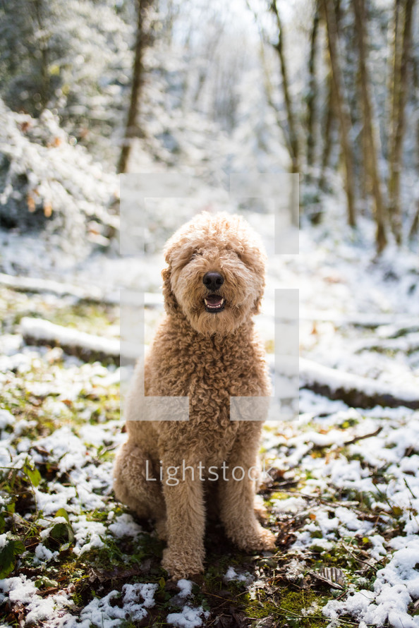 dog in a forest in winter 