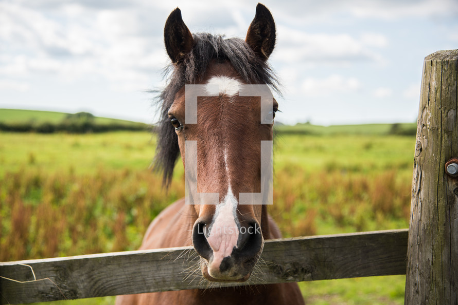 horse looking over a fence 