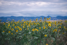 field of yellow flowers in front of a mountain range