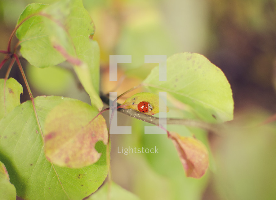 ladybug on a branch