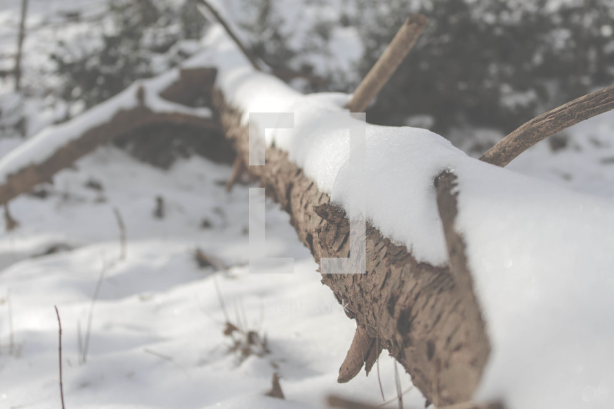 snow on a fallen tree 