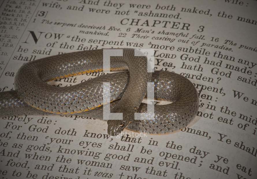 snake on the pages of a Bible 