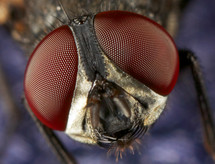 close-up of the eyes of a house fly