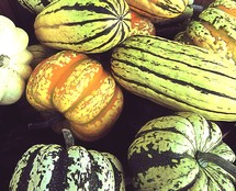 squash and gourds