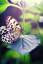 white and black butterfly 