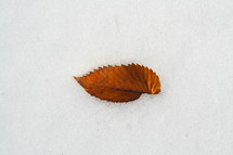 a brown leaf on snow 