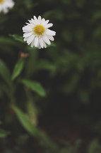 white daisy for background