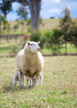 sheep and nursing lambs 