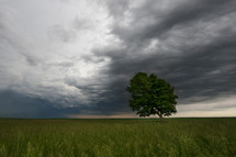 storm clouds over an isolated tree in a field 
