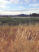 grassy field 