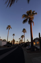 palm tree lined street with moon at dusk