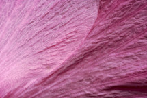 pink flower petal texture 