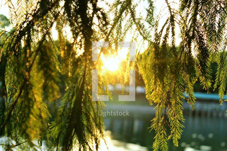 foliage hanging from a tree near a lake at sunrise 
