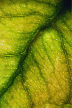 veins on a green and yellow leaf