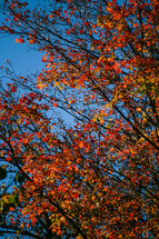 red fall leaves on tree branches 