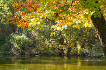 fall trees along a river bank