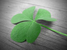  green 3 leaf clover with a wood background 