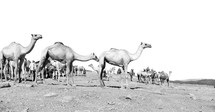 camels in Ethiopia 