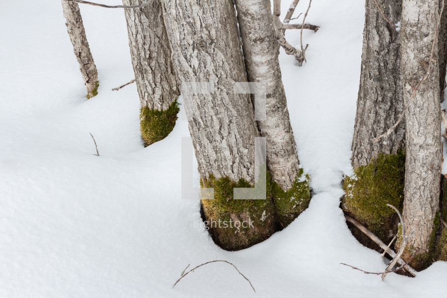 moss on trees in snow 