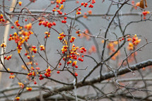 red berries on branches 