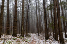trees in a winter forest 