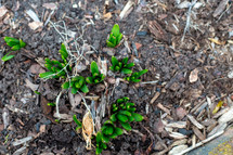 sprouts in mulch