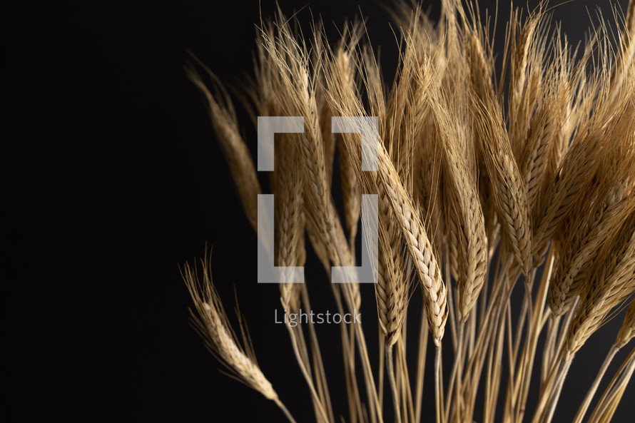 wheat on a black background 