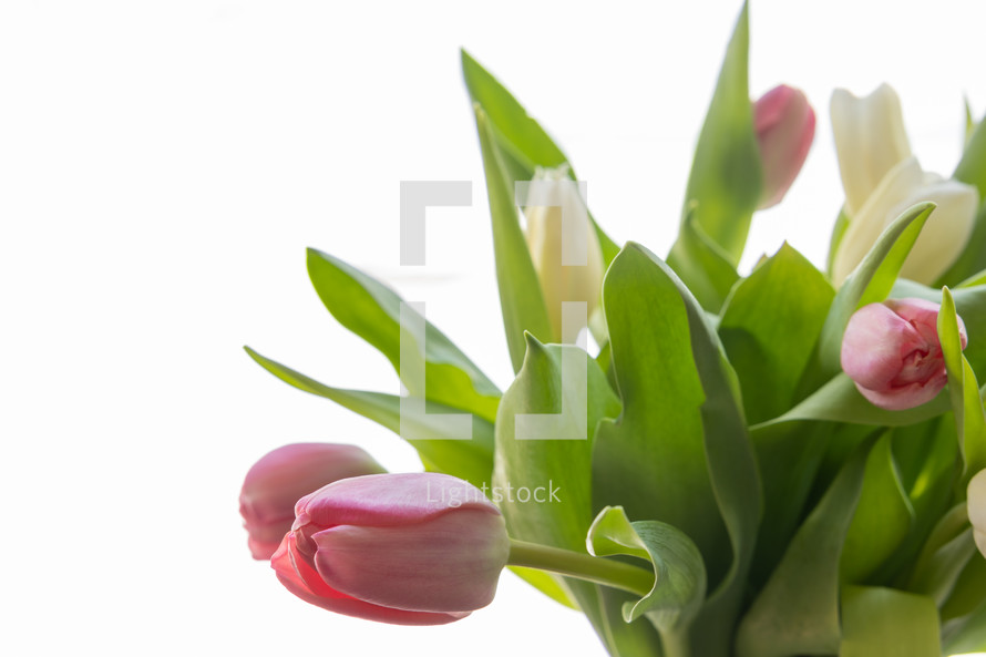 pink and white tulips 