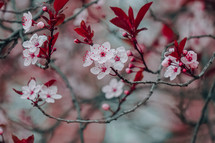 beautiful cherry blossom flower in springtime, sakura flower