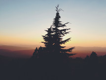 silhouette of a spruce tree 