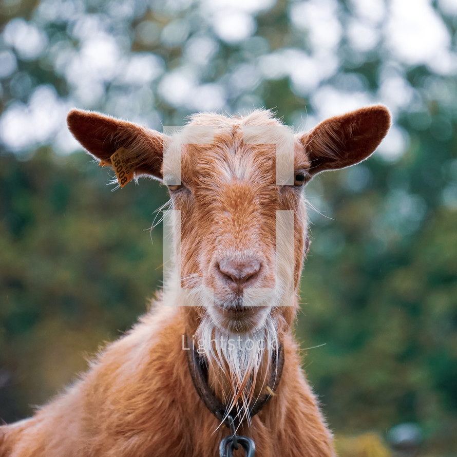 brown goat portrait in the meadow